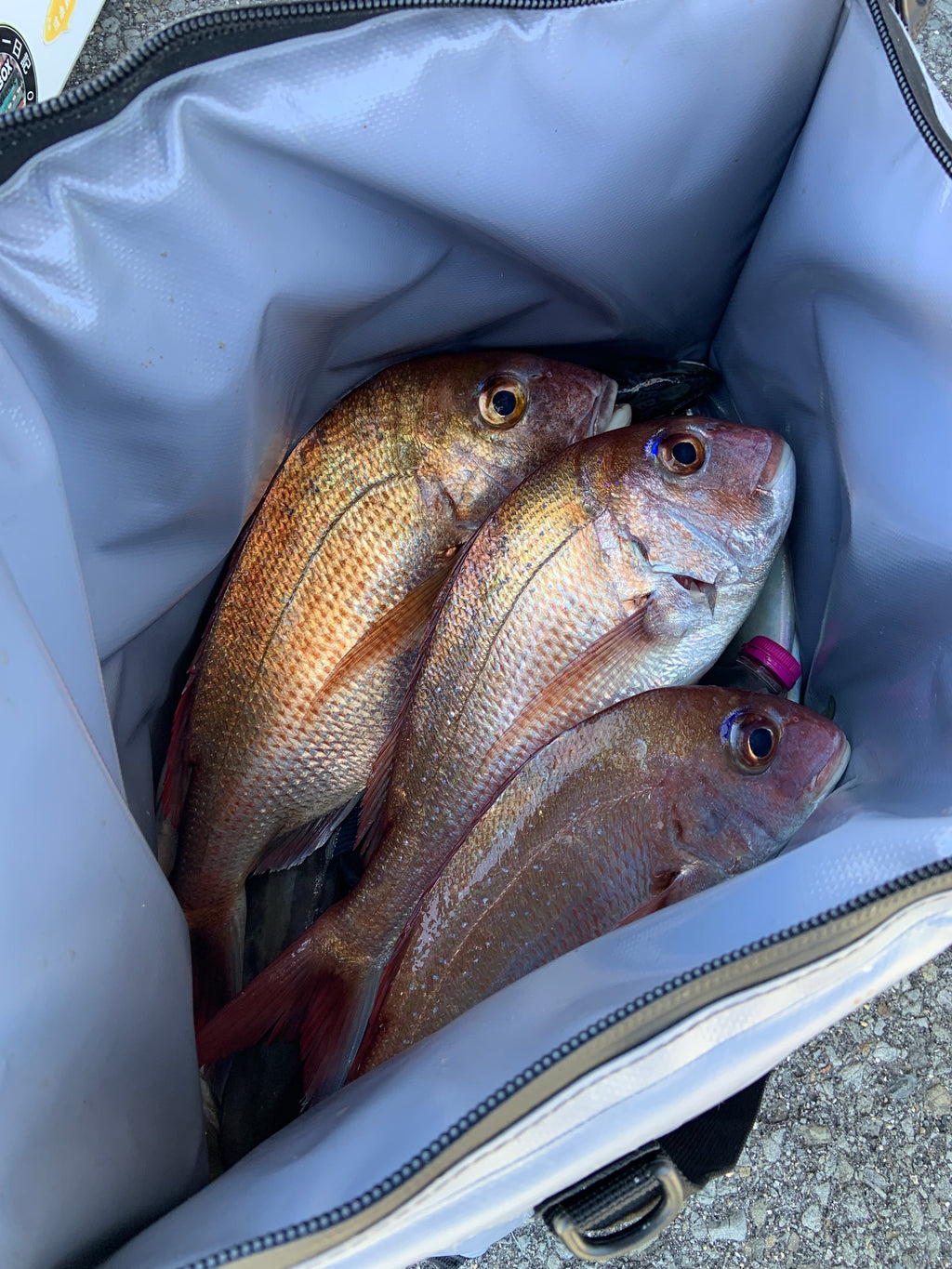 27QT Fish Bag Cooler With Flat Bottom | Color: White Gray