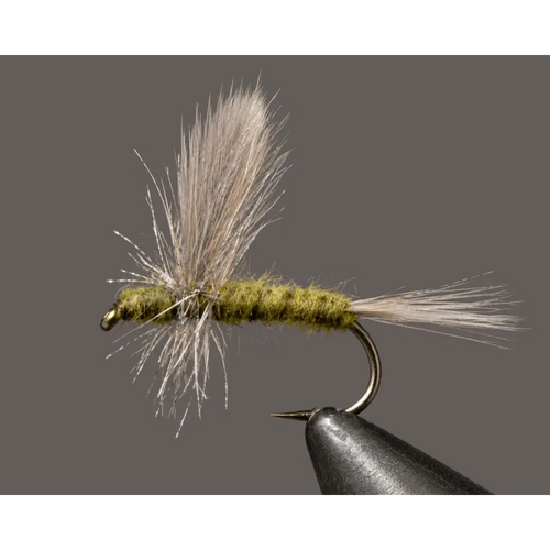 Blue Wing Olive - Thorax | Size: 3 Pack Dozen | Package: 12 14 16 18 20 22 - Artificial Fishing Flies