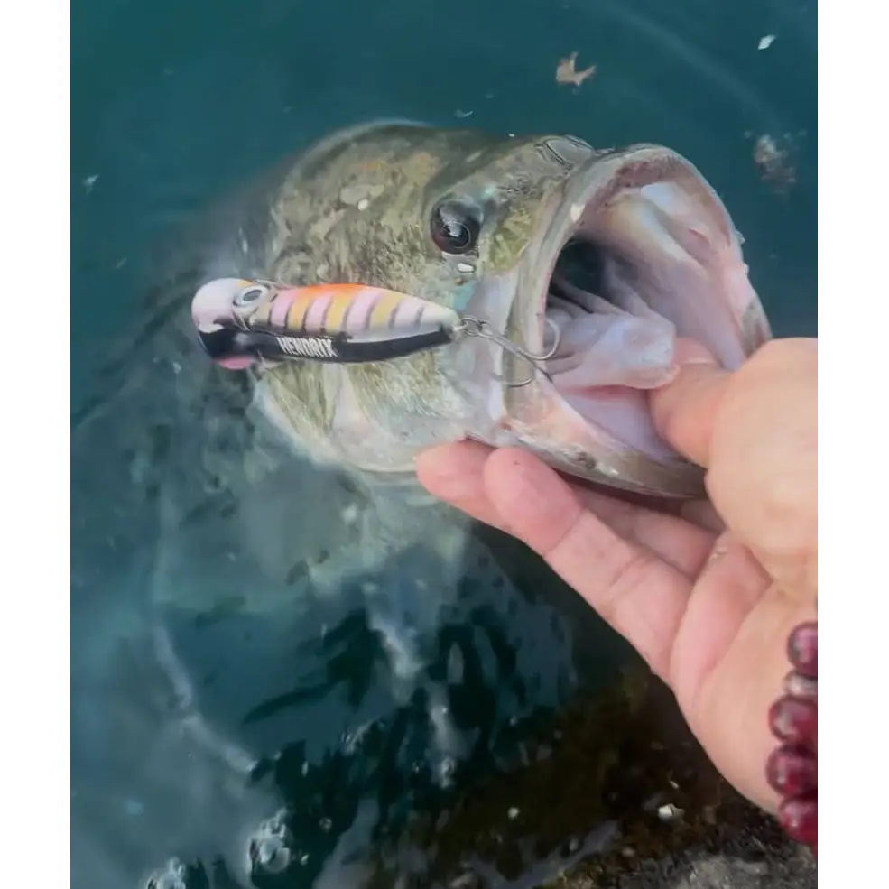 Voodoo Pop 80 Popper Lure – 3’’ / ½ oz | Hendrix Fishing Co. | Color Options: Tropic Sunrise -001 Clear-water Frog